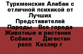 Туркменские Алабаи с отличной психикой от Лучших Представителей Породы - Все города Животные и растения » Собаки   . Дагестан респ.,Кизляр г.